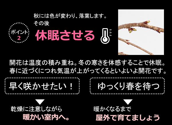 枝垂れ桜
