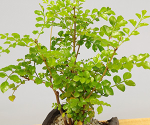 シマトネリコの鉢植え