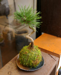 黒松苔玉 メイン