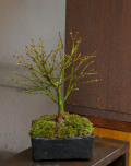 ��ߥ�ú���Ƥ�����ȭ20100227m