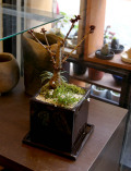 桜(旭山桜)の盆栽(茶鉢)20090302 メイン