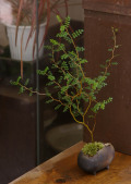 ���ե����ߺ�20100719a