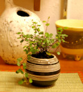 ú�������磻�����������20081116���ᥤ��