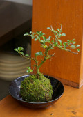 長寿梅苔玉20091124