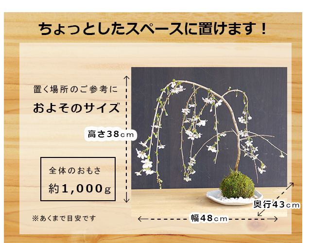 枝垂れ桜