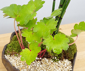トクサ・大文字草の寄せ植え盆栽
