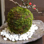 長寿梅の苔玉