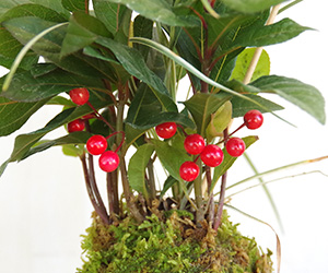 長寿梅の苔玉