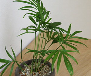 テーブルヤシの鉢植え