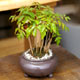 小さな植木鉢屋