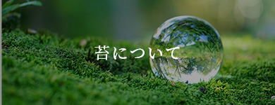 苔について