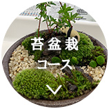 苔盆栽コース