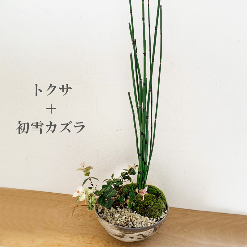 送料無料でお届け ふんわりやさしい雰囲気の寄せ植え盆栽 トクサ 初雪カズラの盆栽 刷毛目丸鉢 送料無料でお届け ふんわりやさしい雰囲気の寄せ植え盆栽 トクサ 初雪カズラの盆栽 刷毛目丸鉢