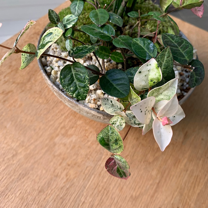 送料無料でお届け ふんわりやさしい雰囲気の寄せ植え盆栽 トクサ 初雪カズラの盆栽 刷毛目丸鉢