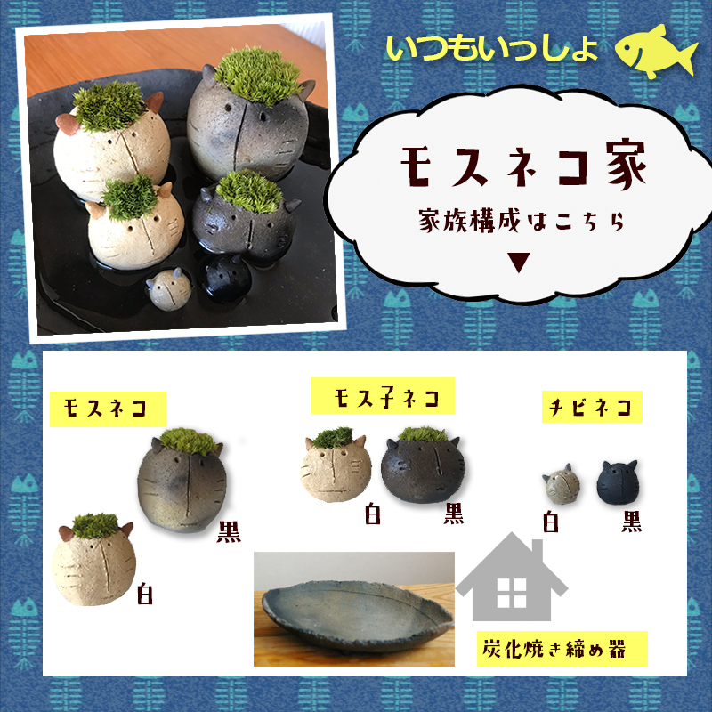 コケテラリウム モスモス