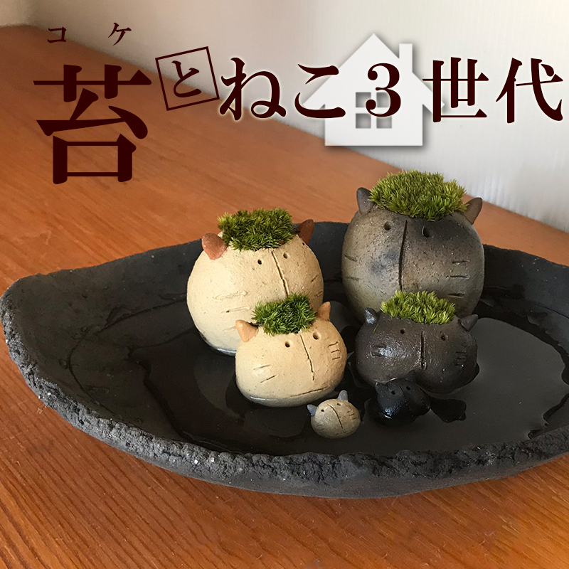 コケテラリウム モスモス