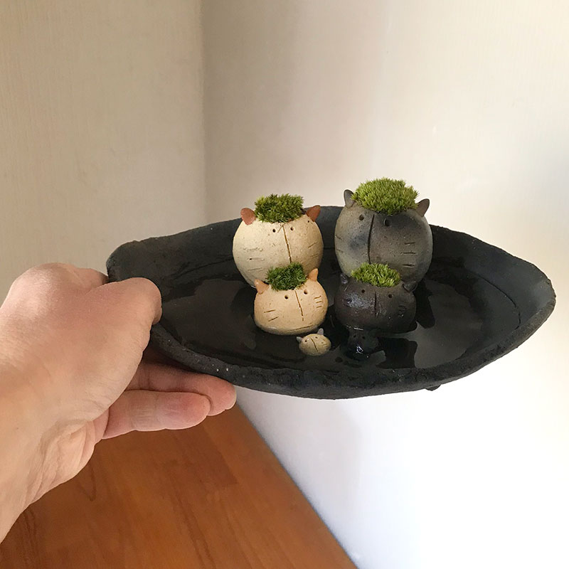 コケテラリウム モスモス