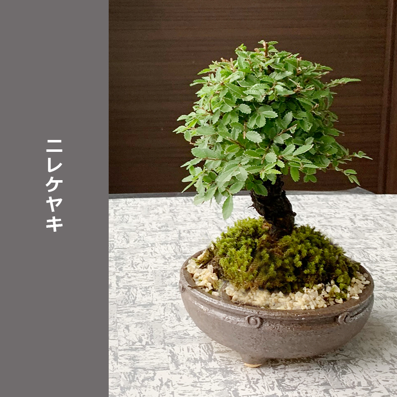 四季折々の変化を楽しむ ニレケヤキ アキニレ の盆栽 信楽焼鉢