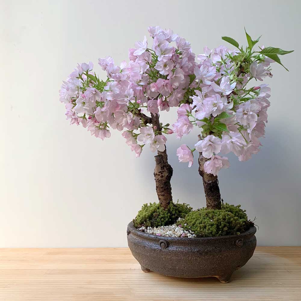 旭山桜 ミニ盆栽 樹高7.5cm 極太 八重咲き サクラ 将来有望樹