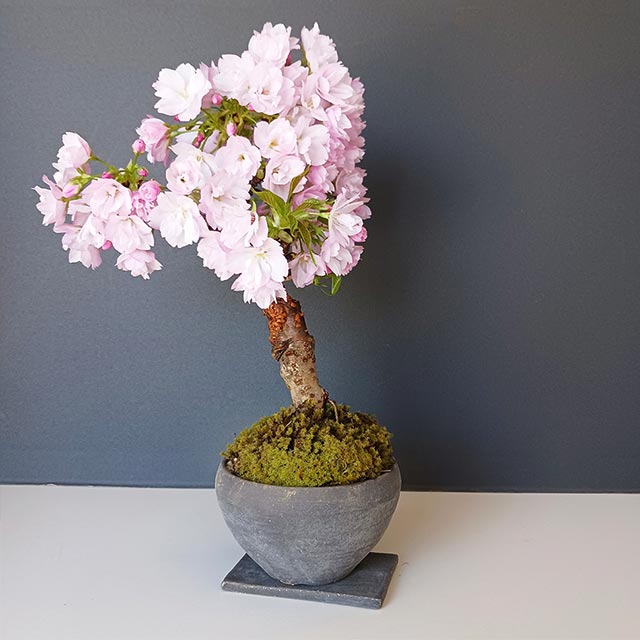 桜・・・そう聞くだけで心和む景色を【旭山桜の盆栽・下皿セット】