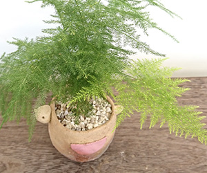 アスパラガスの鉢植え
