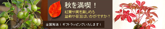贈り物におすすめの盆栽・こけだま