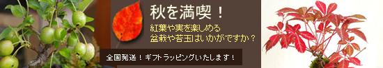 贈り物におすすめの盆栽・こけだま