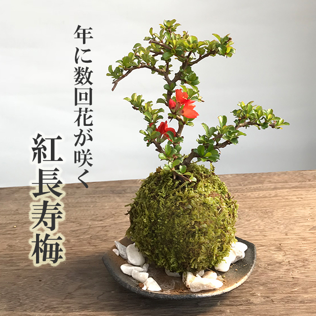 長寿梅の苔玉