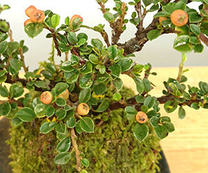 ベニシタン苔玉