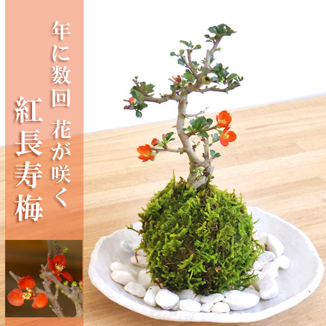 長寿梅の苔玉