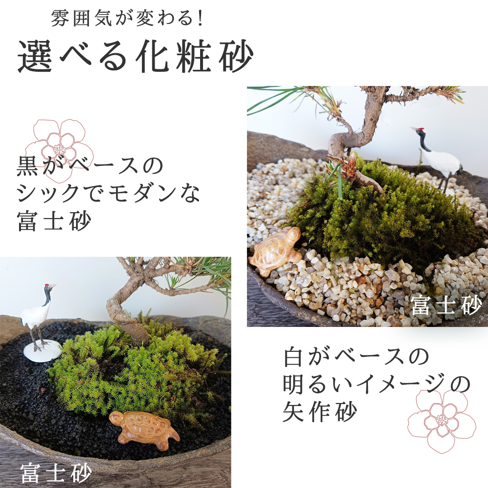 お好きな化粧砂からお選びください。縁起物【黒松盆栽 くらま鉢