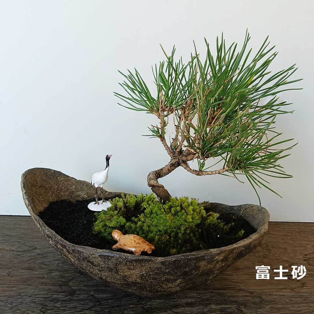 お好きな化粧砂からお選びください。縁起物【黒松盆栽 くらま鉢