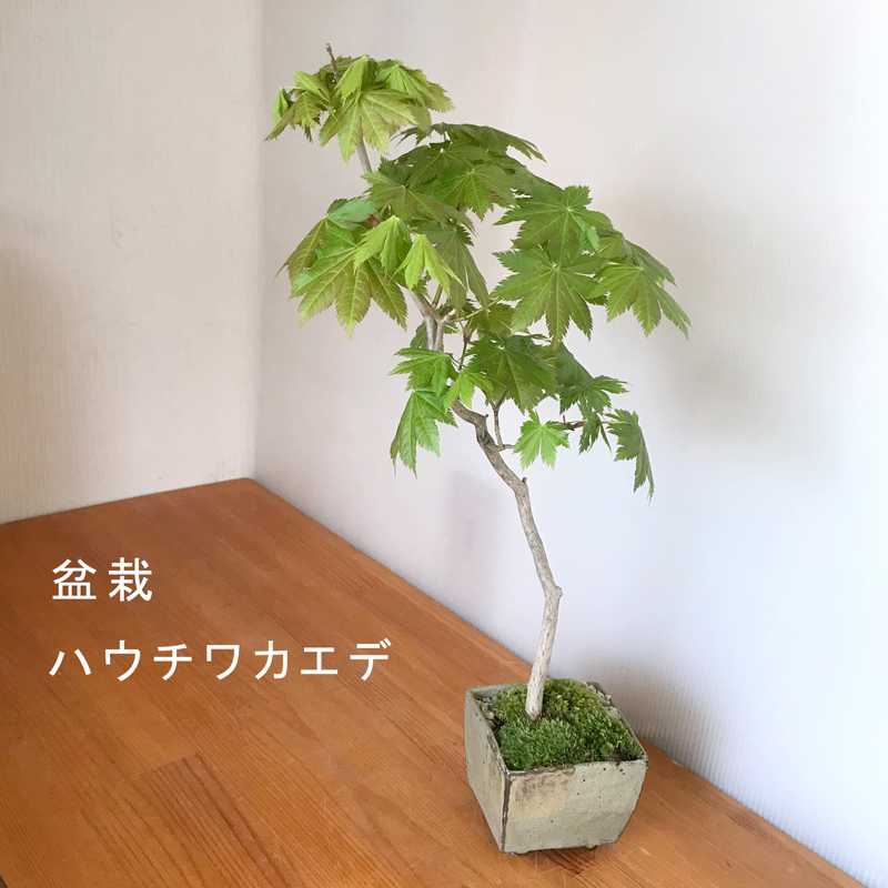 四季折々の変化を楽しむ【紅葉（ハウチワカエデ）の盆栽（鉢