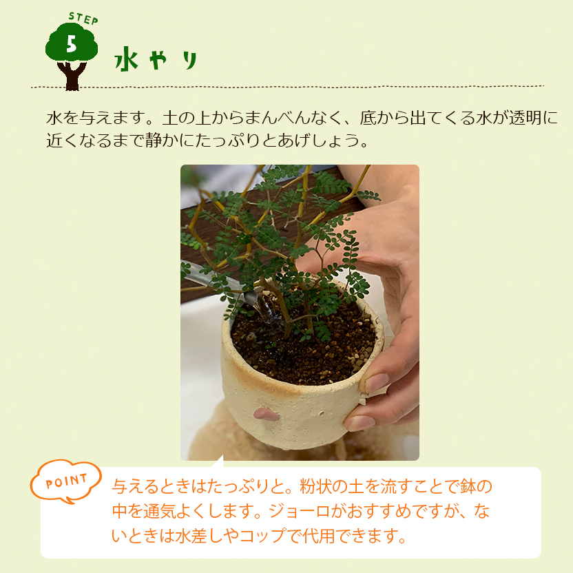 盆栽キット