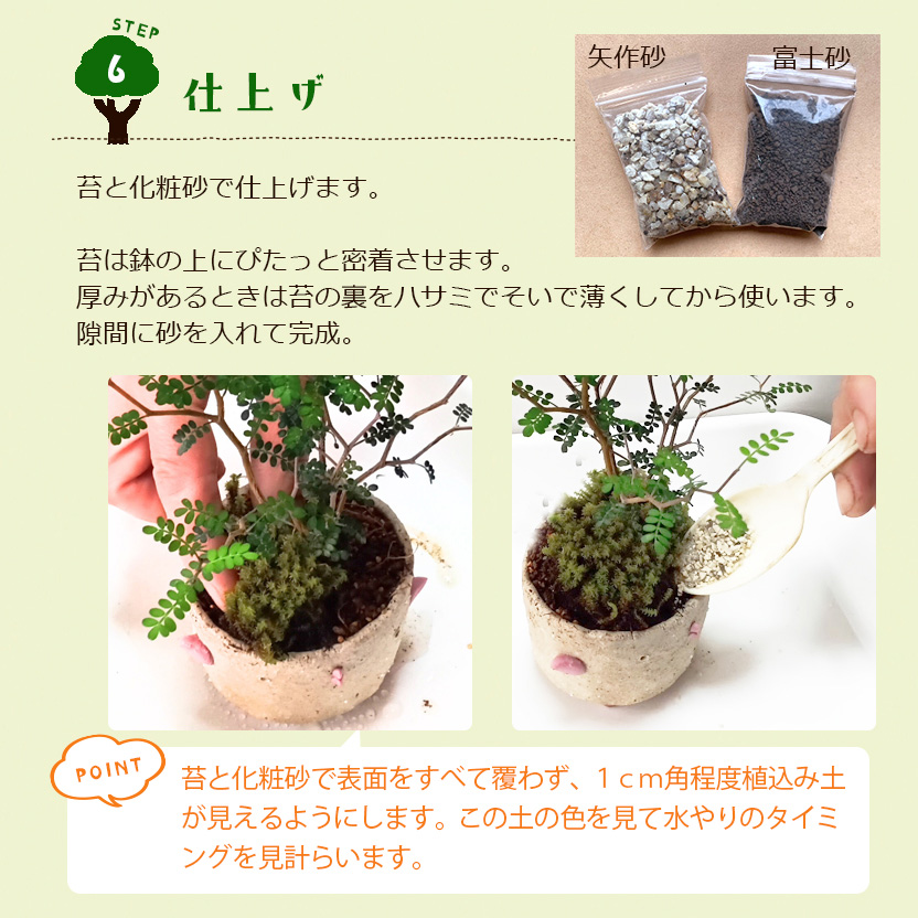 盆栽キット