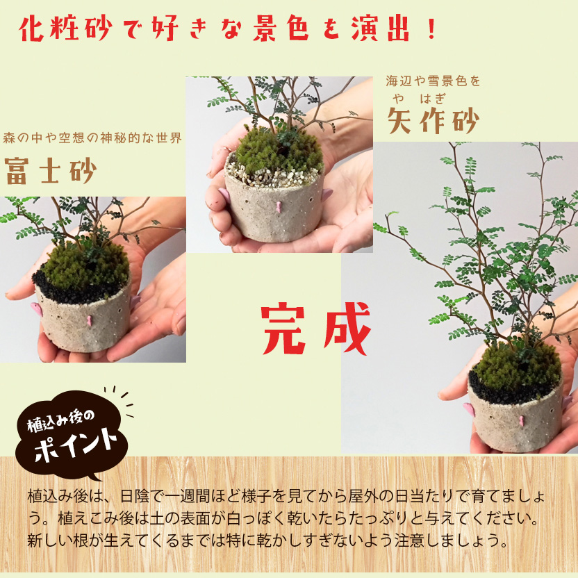 盆栽キット