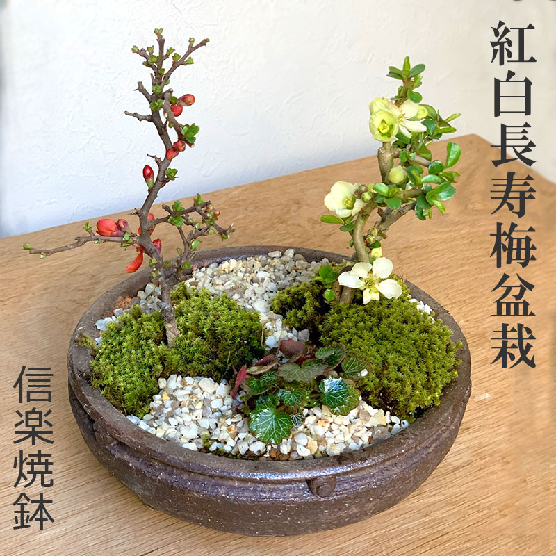 古美術送料無料 古相馬焼 盛上げ梅小鳥花入れ・花瓶 高26.5ｃｍ - www