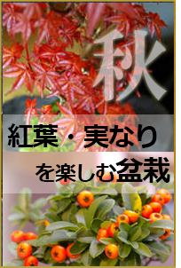 秋におすすめ