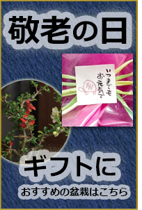 母の日におすすめ