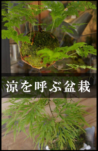 母の日におすすめ