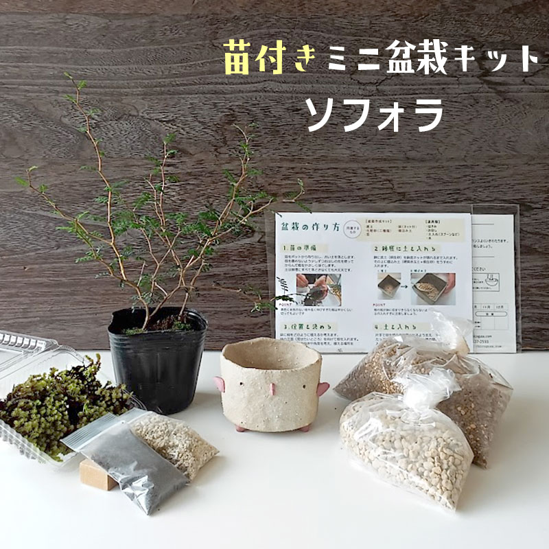 すぐ作れる 苗付き盆栽キット ソフォラ 真山茜オリジナルトリ鉢 メルヘンの木 すぐ作れる 苗付き盆栽キット ソフォラ 真山茜オリジナルトリ鉢 メルヘンの木