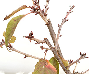 南殿桜の盆栽