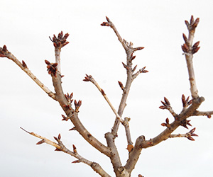 牡丹桜の盆栽