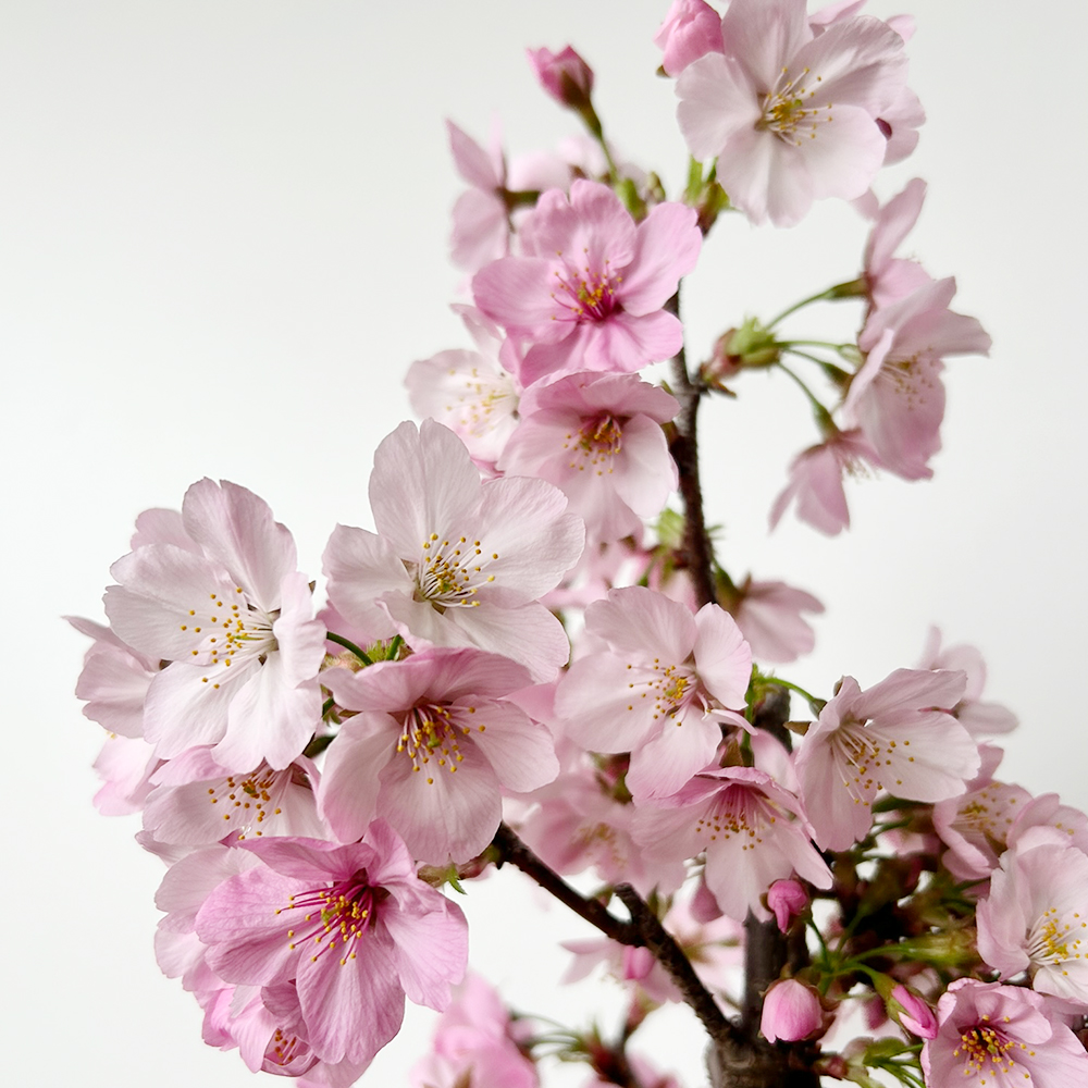 桜(旭山桜)の盆栽