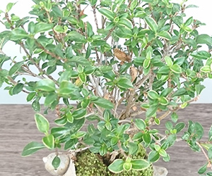 香丁木の盆栽