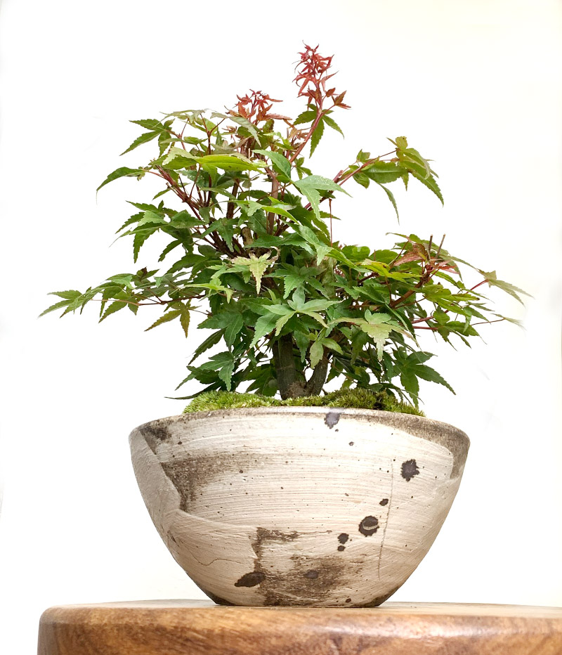 四季折々の変化を楽しむ 出猩々 でしょうじょう モミジの盆栽 刷毛目鉢 四季折々の変化を楽しむ 出猩々 でしょうじょう モミジの盆栽 刷毛目鉢