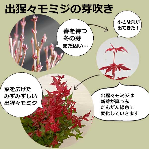 四季折々の変化を楽しむ 出猩々 でしょうじょう モミジの盆栽 刷毛目鉢 四季折々の変化を楽しむ 出猩々 でしょうじょう モミジの盆栽 刷毛目鉢