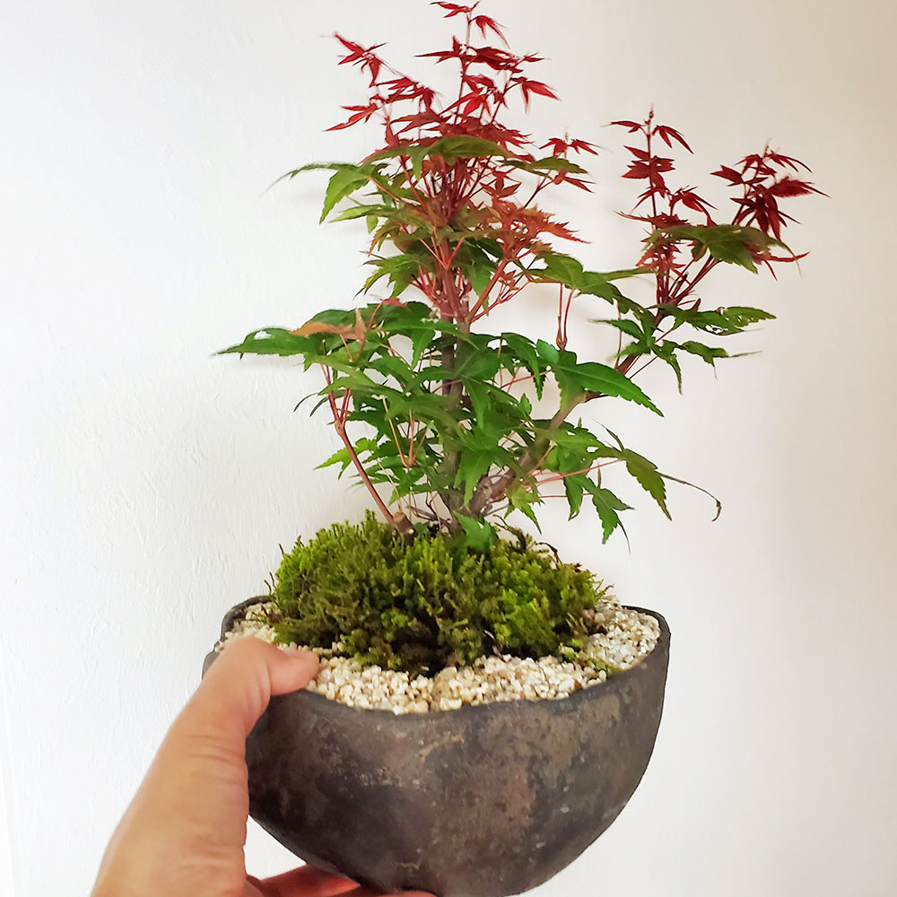 盆栽 出猩々モミジ 紅葉の盆栽 くらま bonsai 送料無料 苔 こけ