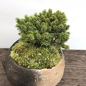 八つ房エゾ松