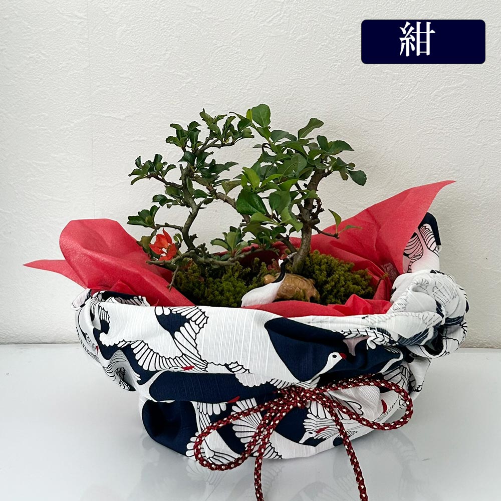 開花時期は3月頃と11月頃。冬は落葉します】ご両親へ感謝を込めて